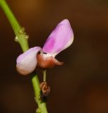 Pongamia pinnata