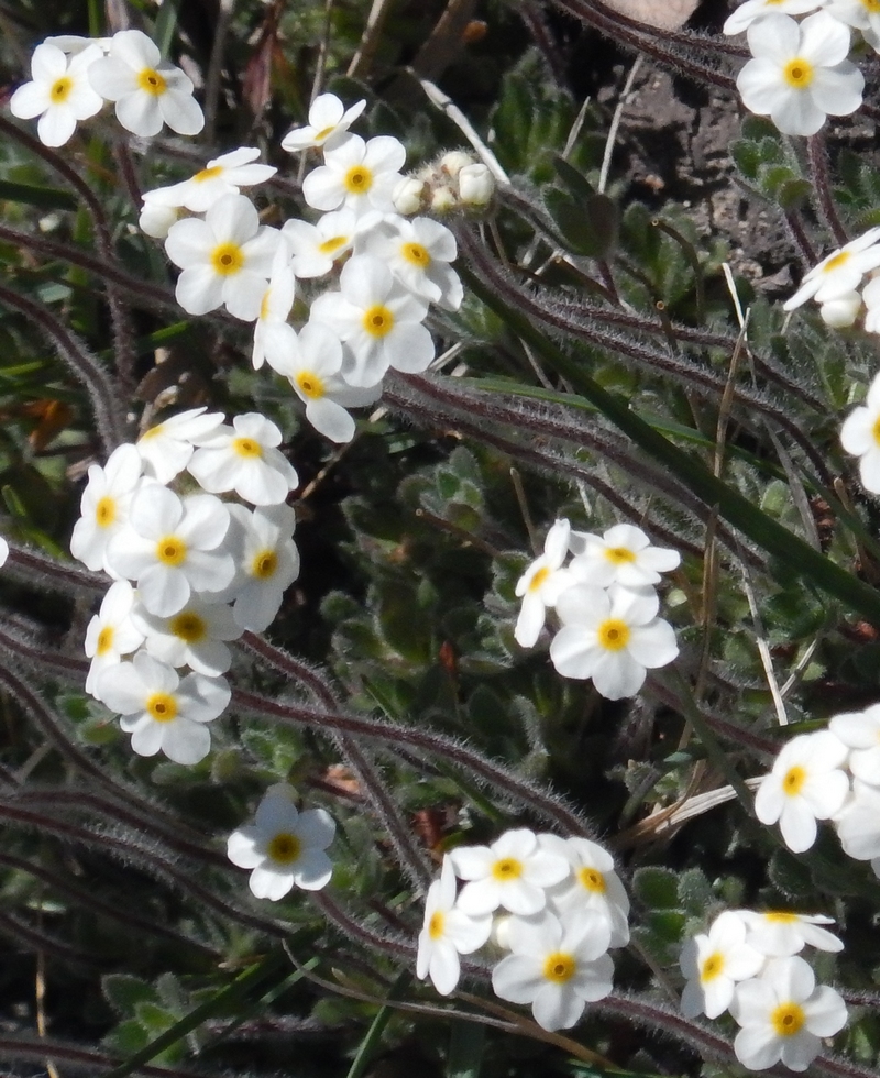 Image of Androsace capitata specimen.