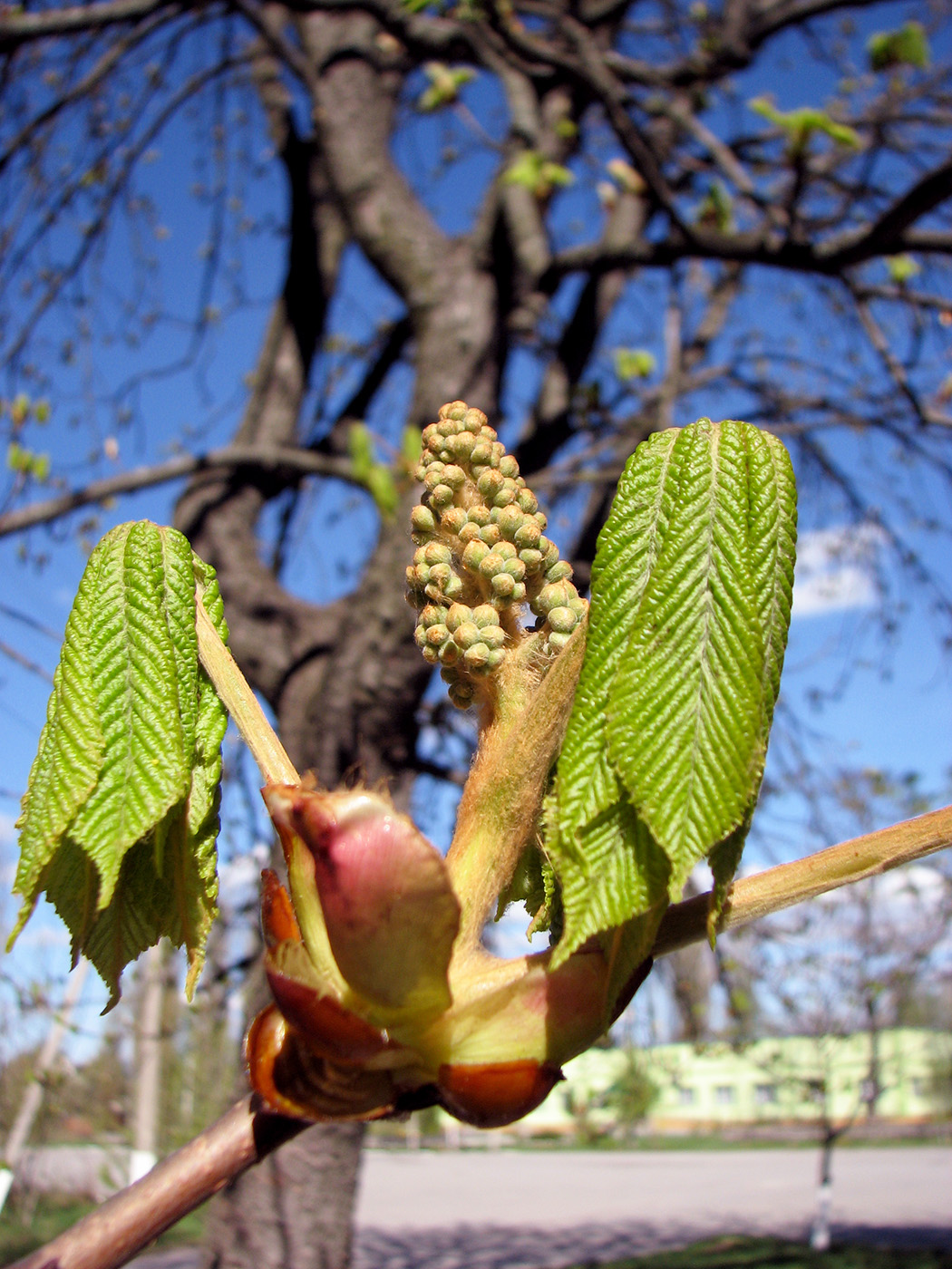 Изображение особи Aesculus hippocastanum.