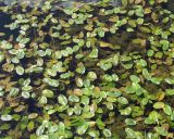 Potamogeton natans