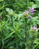 Cirsium obvallatum