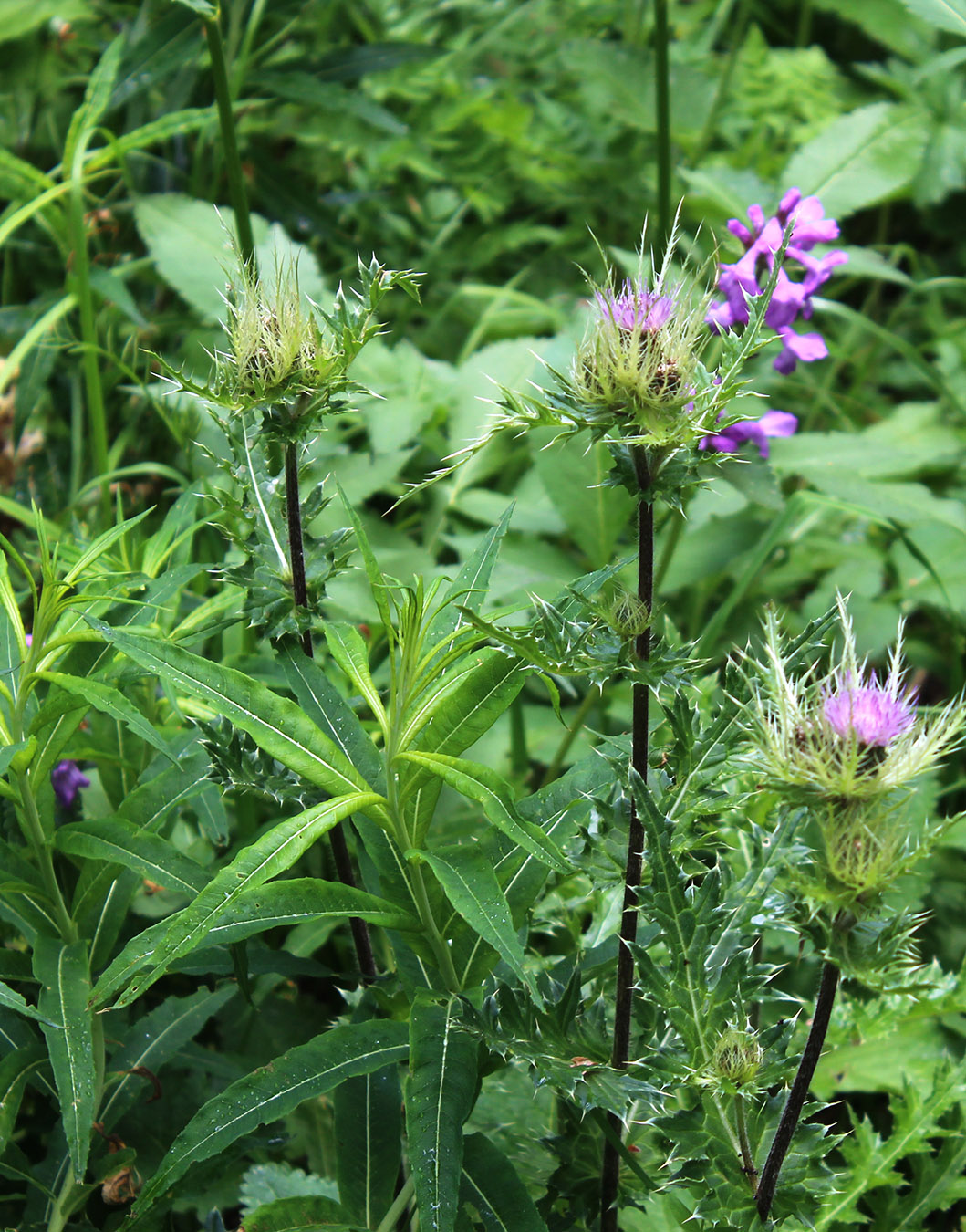 Изображение особи Cirsium obvallatum.