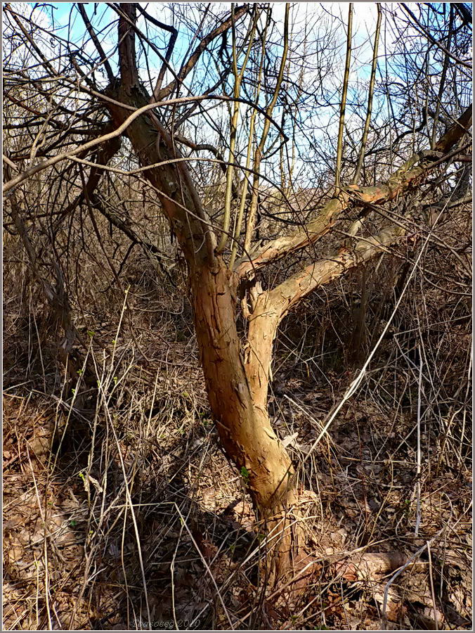 Image of Salix triandra specimen.