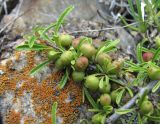 Rhamnus tortuosa