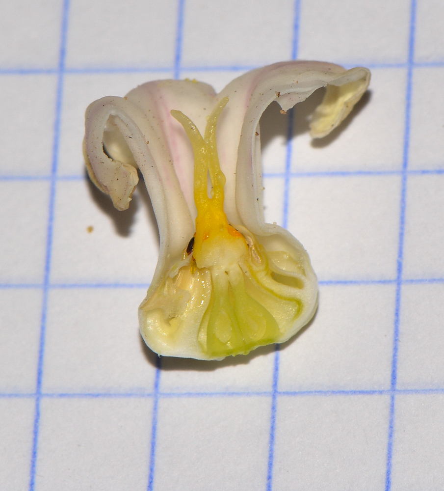 Изображение особи Araujia sericifera.