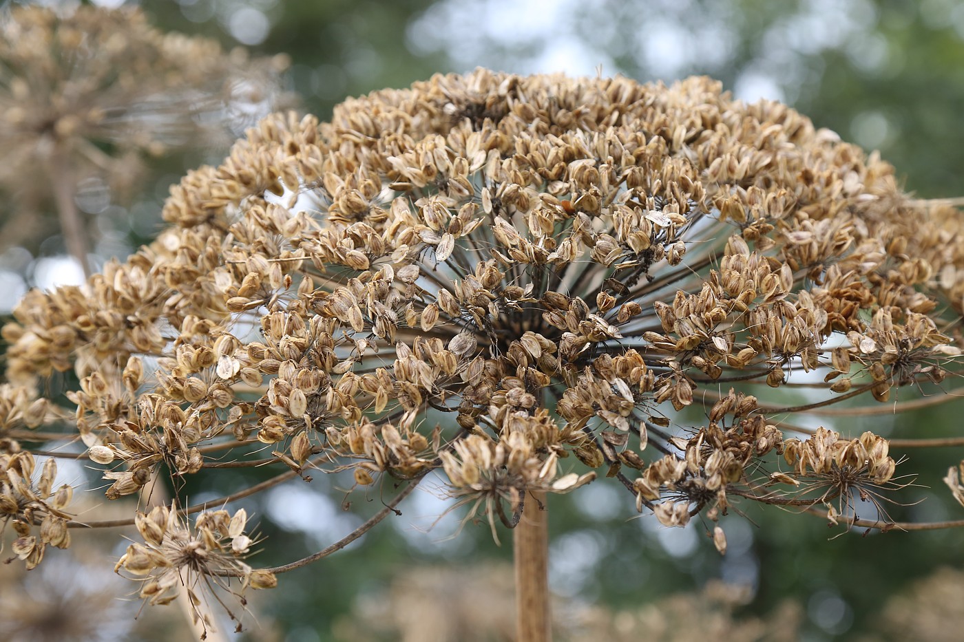 Image of Heracleum sosnowskyi specimen.