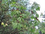 Lonicera steveniana