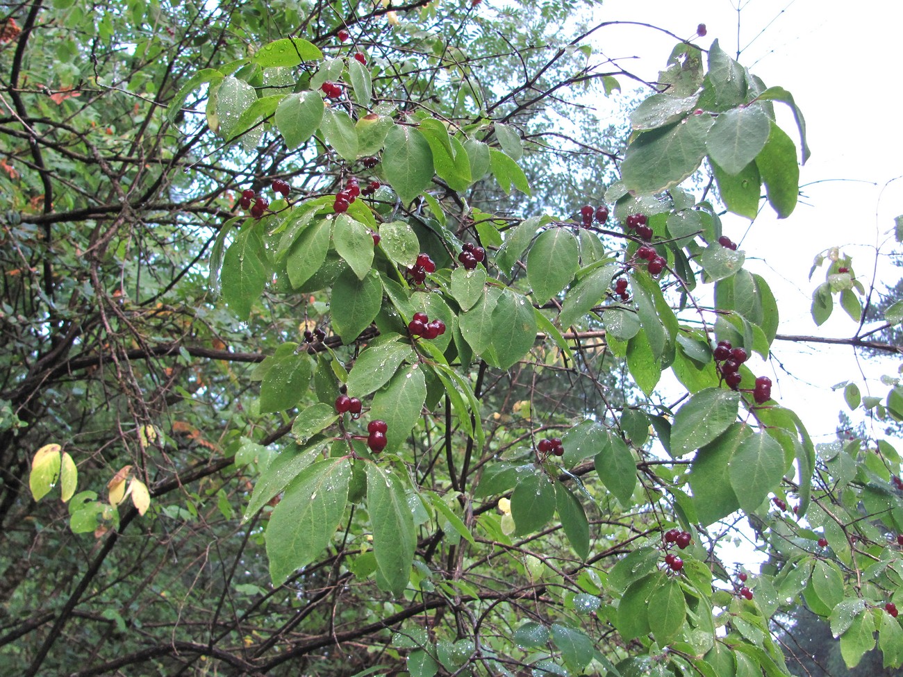 Image of Lonicera steveniana specimen.