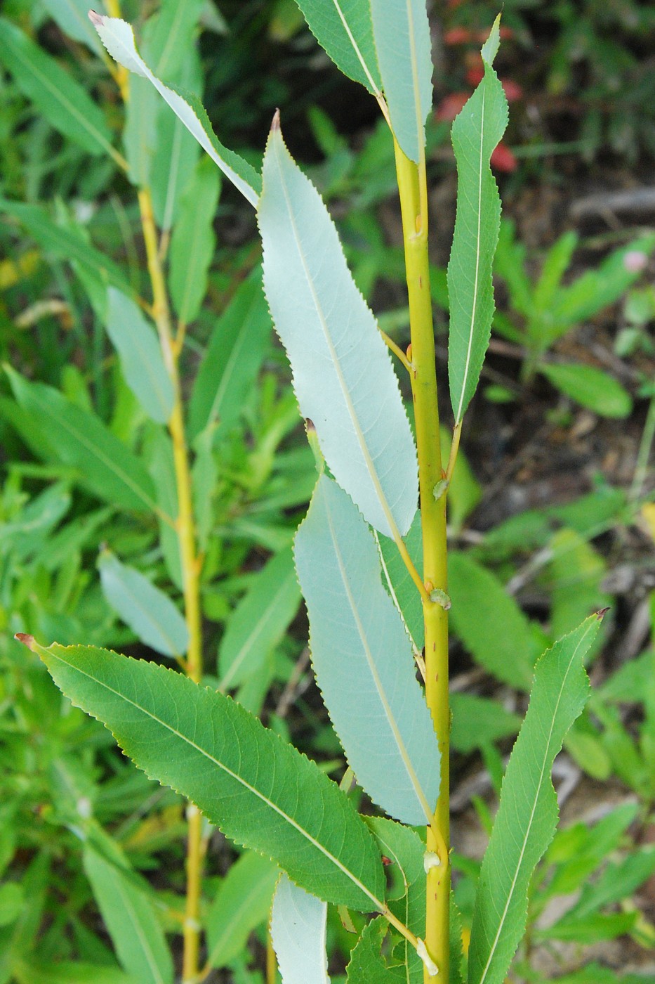 Image of Salix triandra specimen.