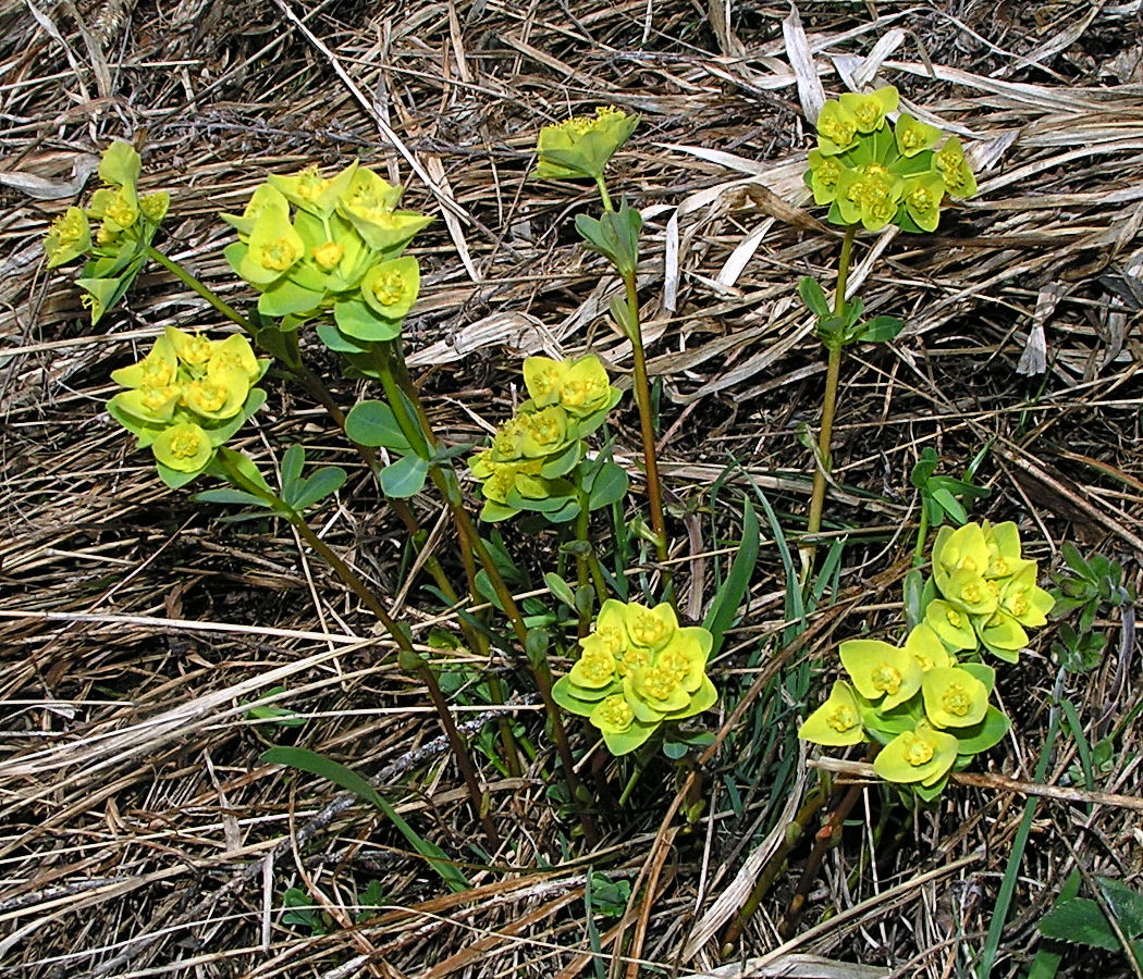 Изображение особи Euphorbia altaica.