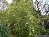 Gardenia volkensii ssp. spathulifolia