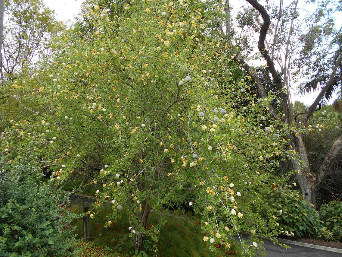 Изображение особи Gardenia volkensii ssp. spathulifolia.