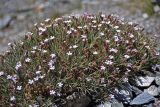 genus Acantholimon