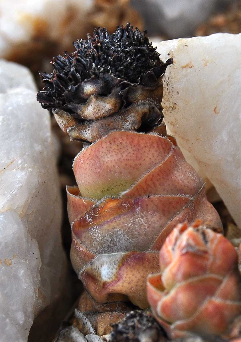 Изображение особи Crassula barklyi.