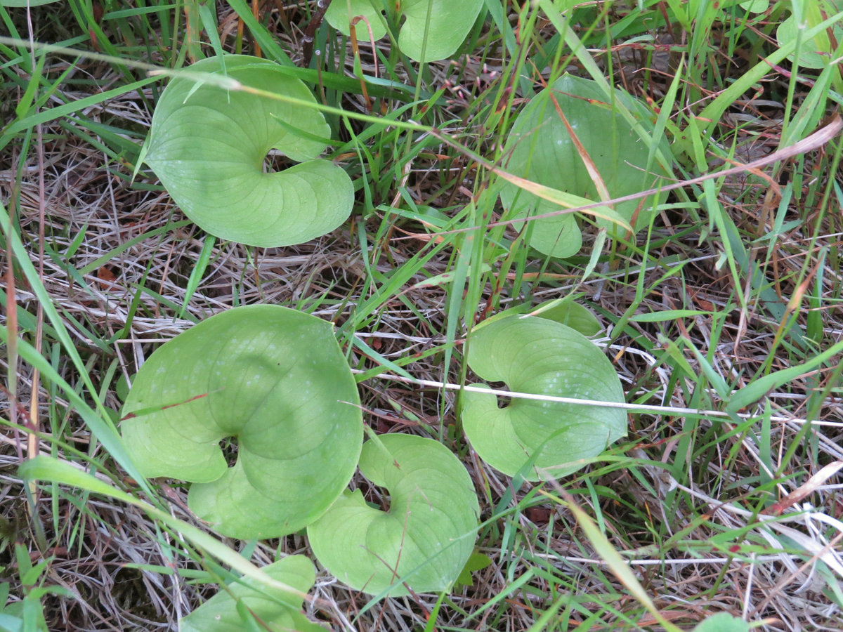 Image of Maianthemum dilatatum specimen.