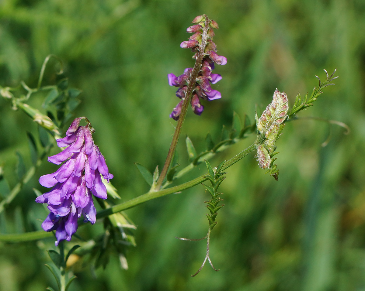 Image of Vicia cracca specimen.