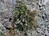 Erigeron oreades. Цветущее растение. Таджикистан, Фанские горы, перевал Алаудин, ≈ 3700 м н.у.м., осыпающийся каменистый склон. 05.08.2017.