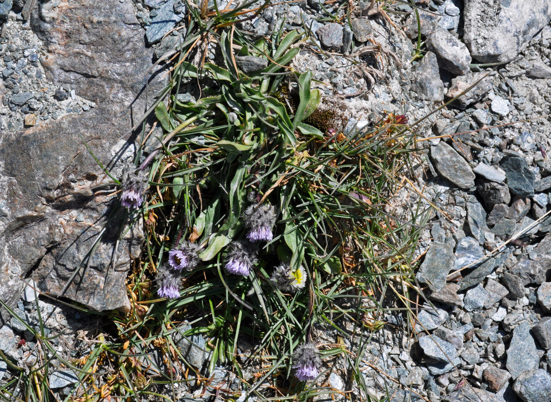 Image of Erigeron oreades specimen.