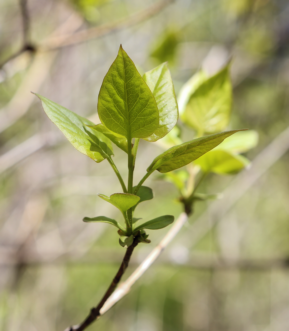 Image of Syringa vulgaris specimen.