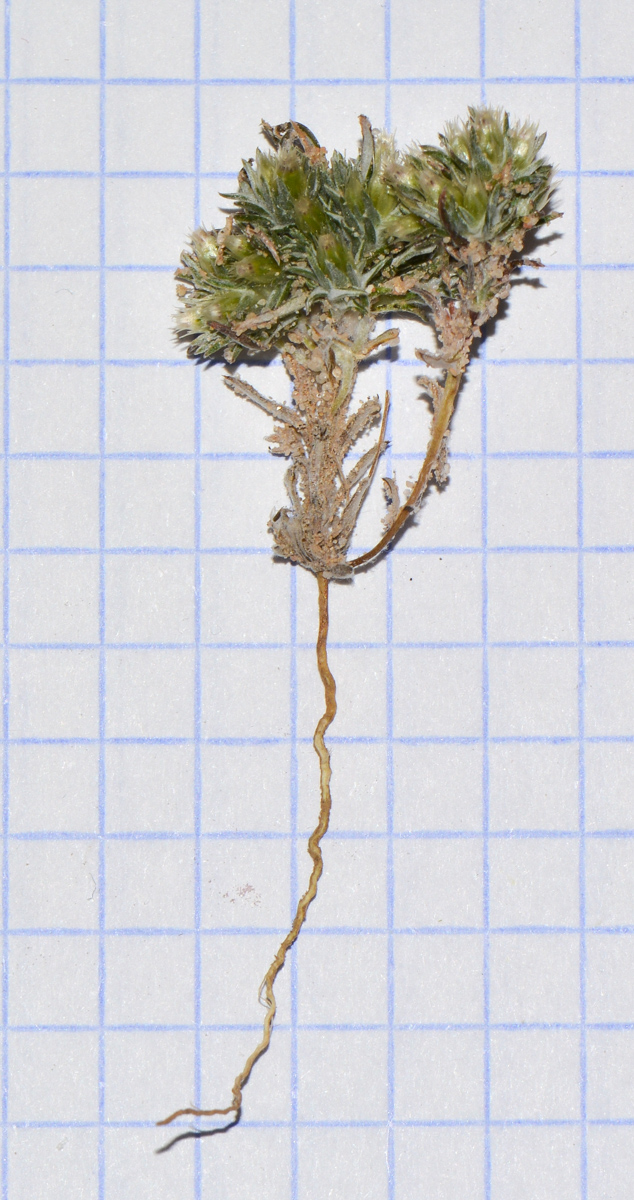 Image of Ifloga spicata ssp. albescens specimen.