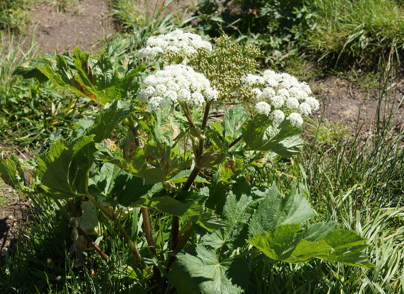 Image of genus Heracleum specimen.