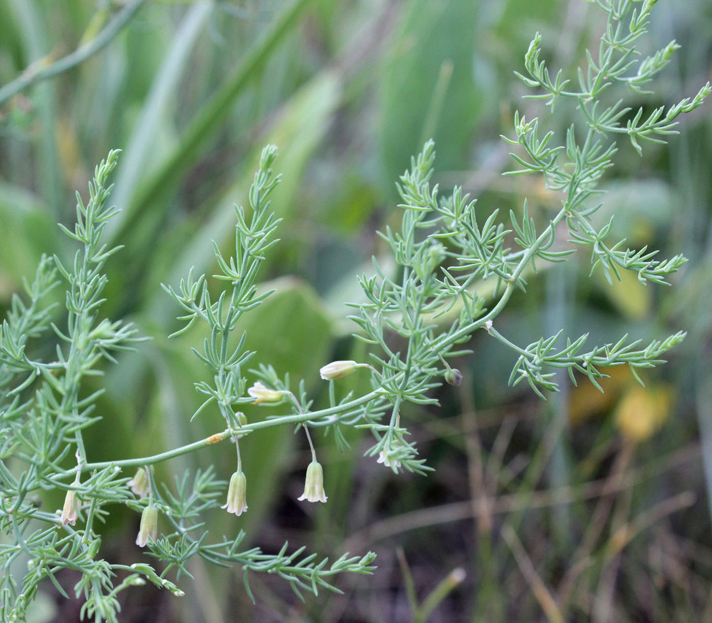 Image of Asparagus pallasii specimen.