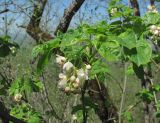 Staphylea pinnata