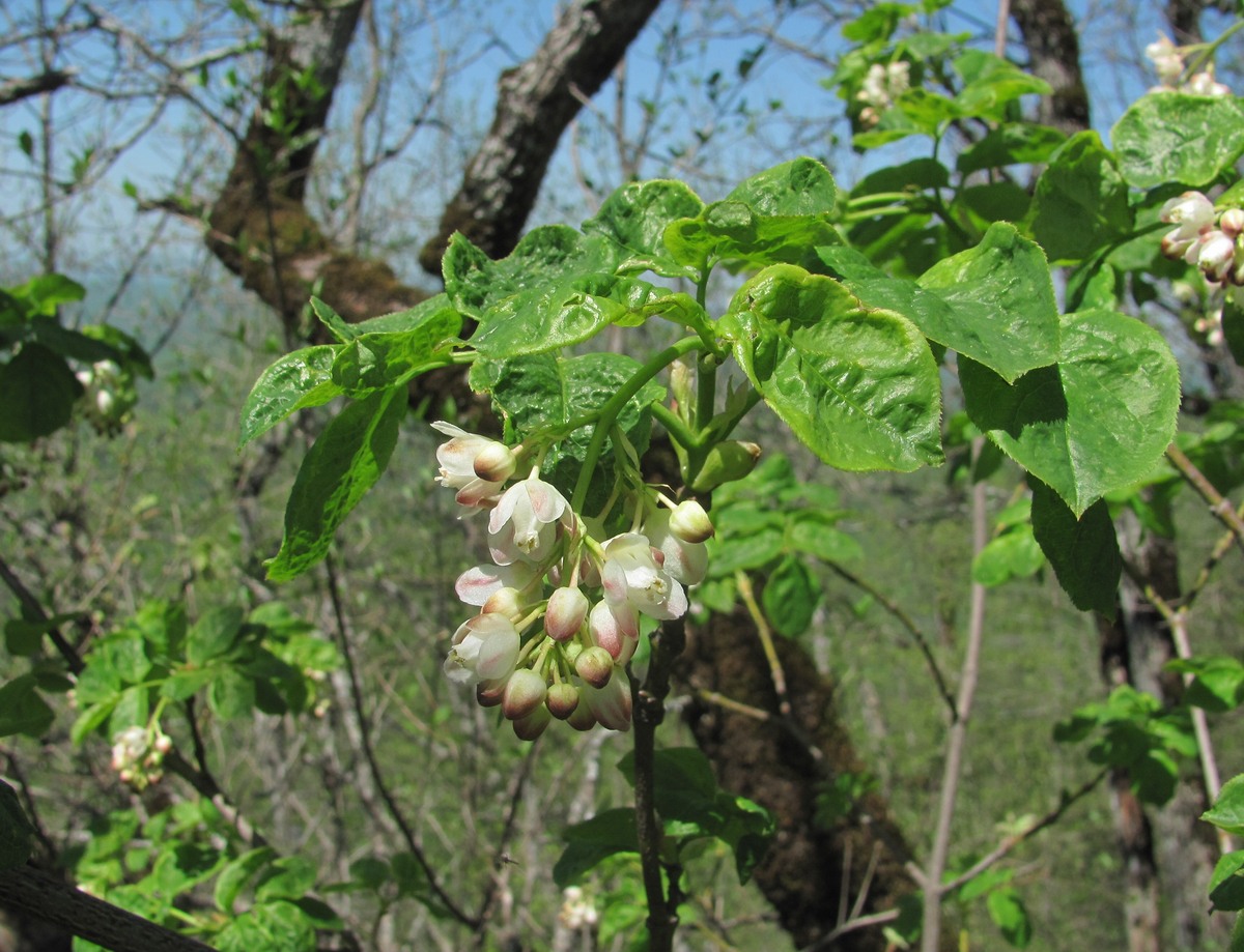 Image of Staphylea pinnata specimen.