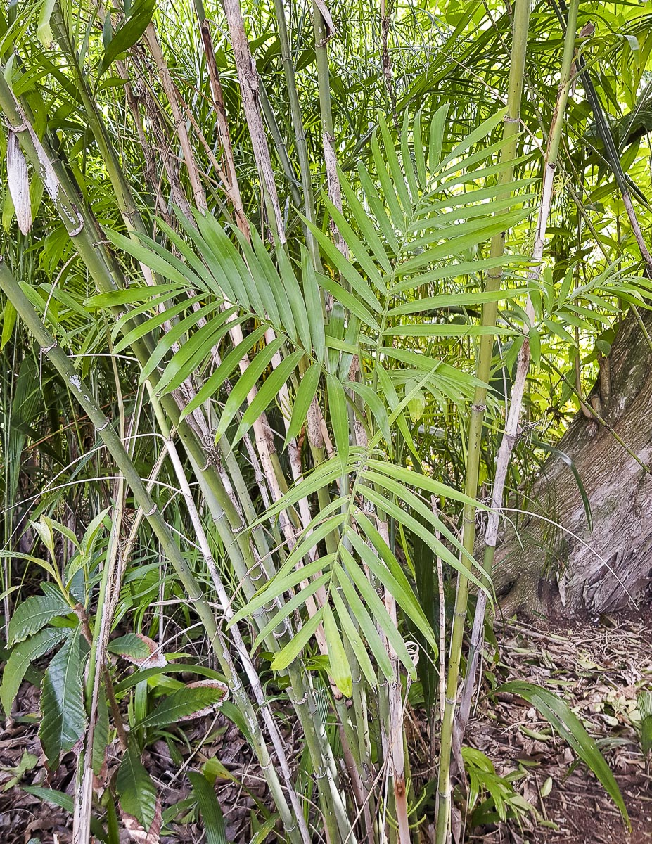 Image of genus Chamaedorea specimen.