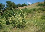 Alcea rugosa. Цветущие растения на фоне поросли Ailanthus altissima и плодоносящих Prunus cerasifera. Краснодарский край, г. Усть-Лабинск, склон правого берега Кубани. 23.07.2017.