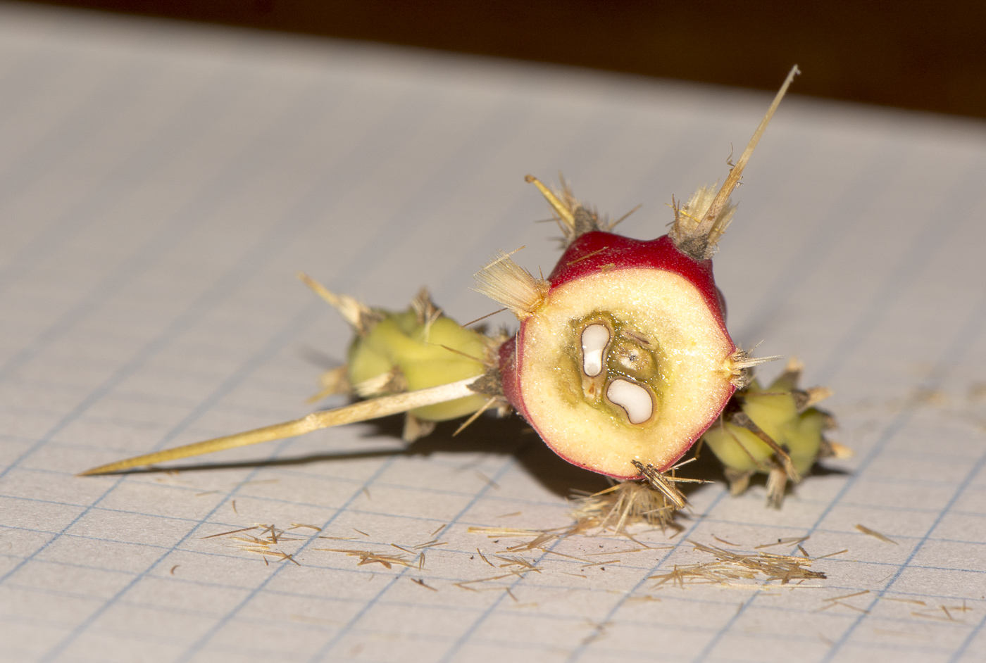 Изображение особи Cylindropuntia leptocaulis.