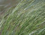 genus Stipa. Части соцветий. Волгоградская обл., побережье оз. Эльтон, сухая степь. 21.05.2007.