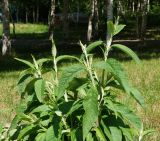 Buddleja davidii