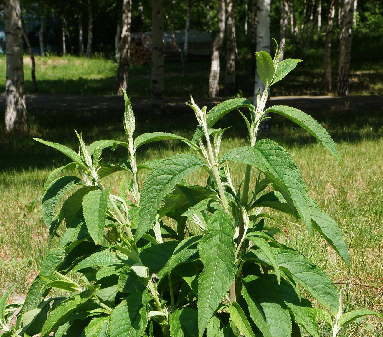 Image of Buddleja davidii specimen.
