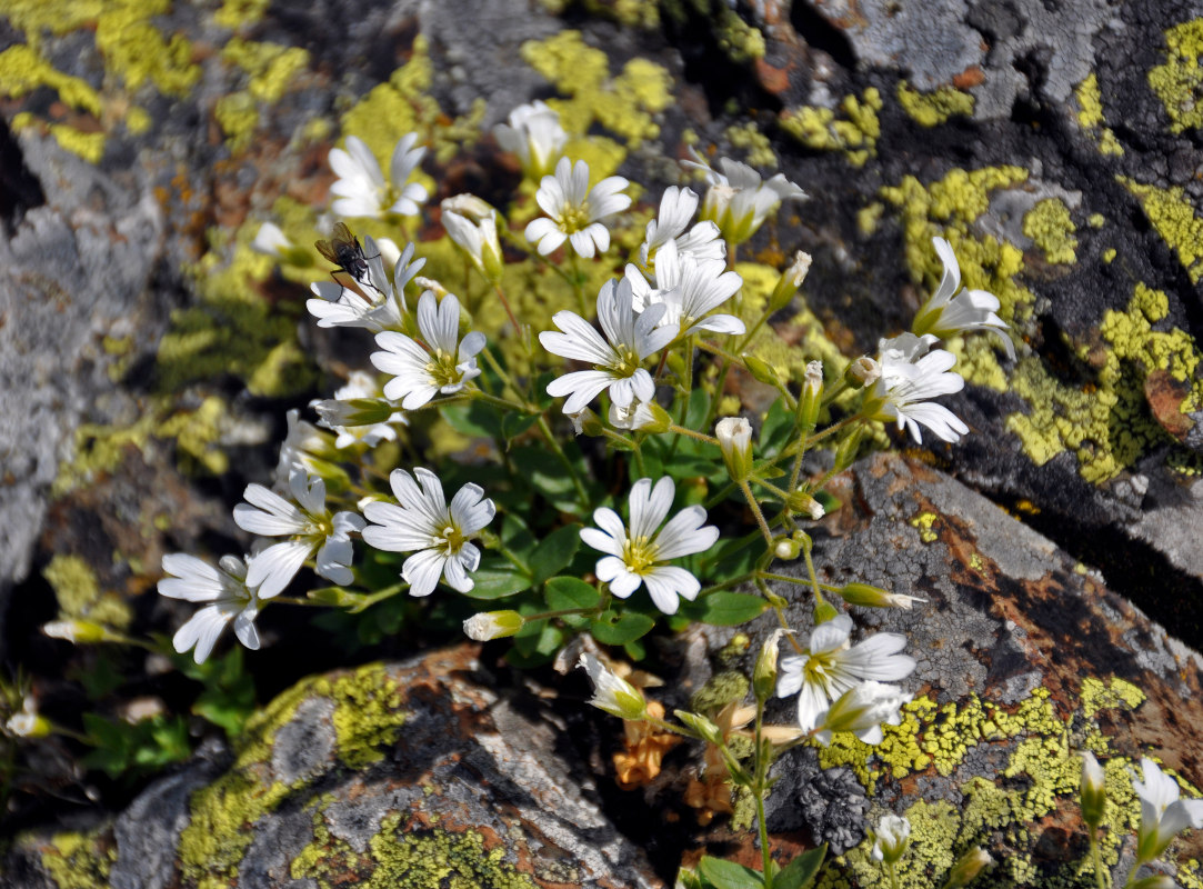 Изображение особи Cerastium polymorphum.