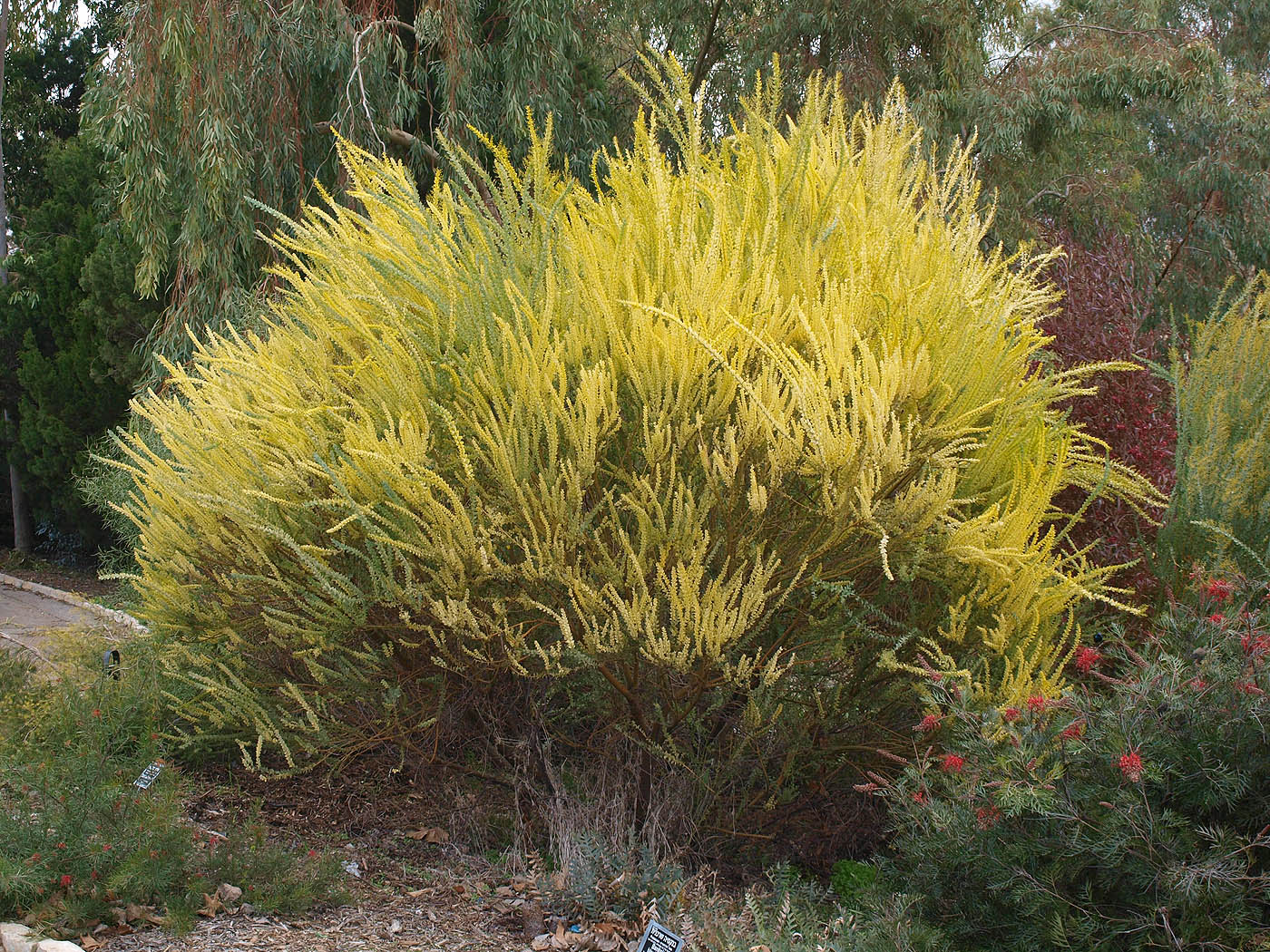 Image of Acacia cultriformis specimen.