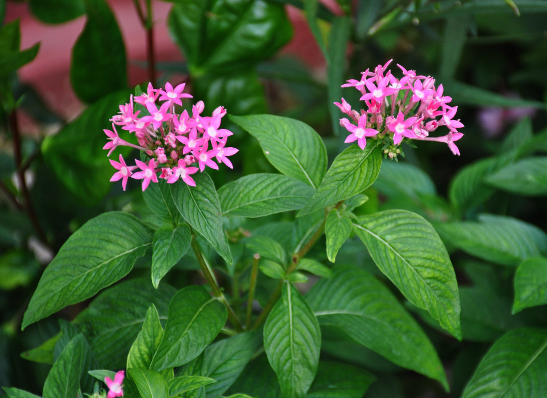 Image of Pentas lanceolata specimen.