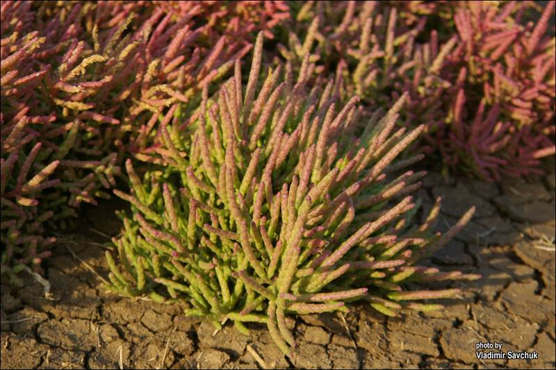 Image of Salicornia perennans specimen.