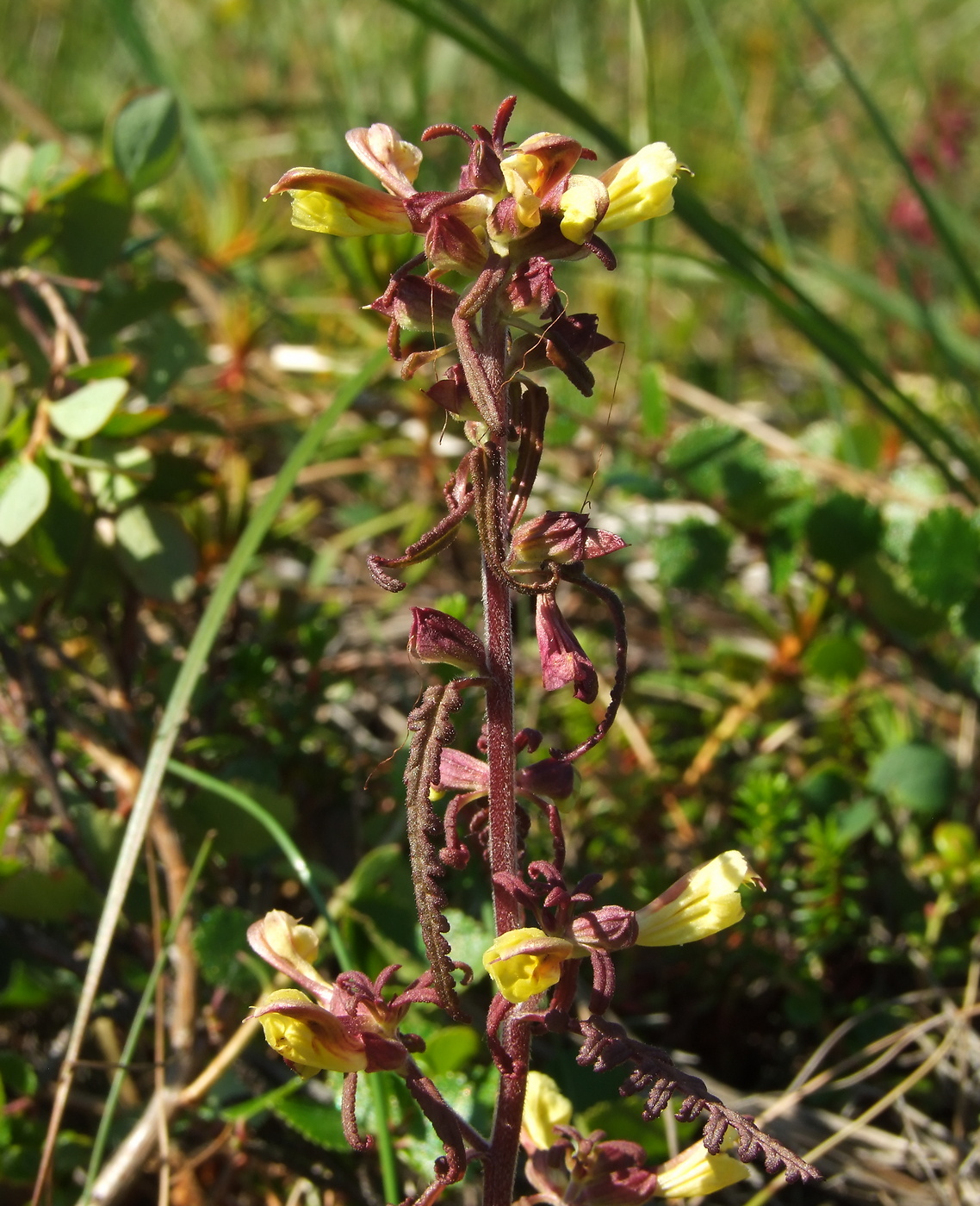 Изображение особи Pedicularis labradorica.