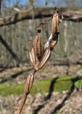 Orchis mascula