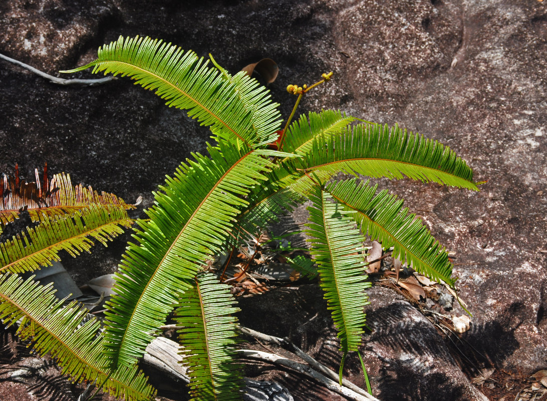 Изображение особи Dicranopteris linearis.