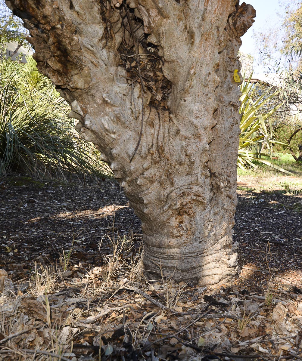 Image of Cereus peruvianus var. monstrosus specimen.