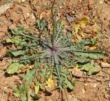familia Asteraceae