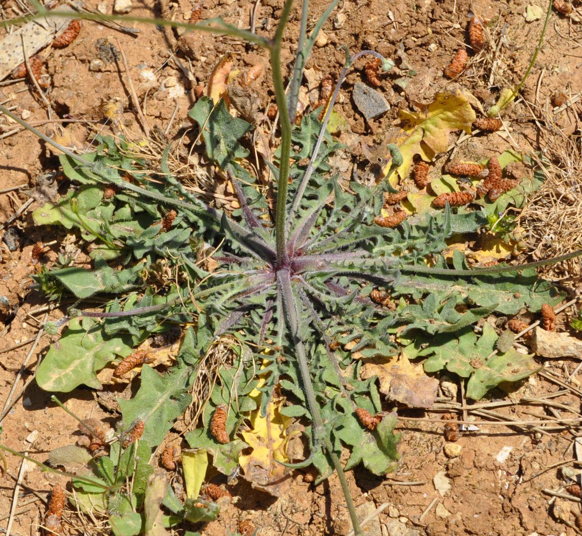 Изображение особи семейство Asteraceae.