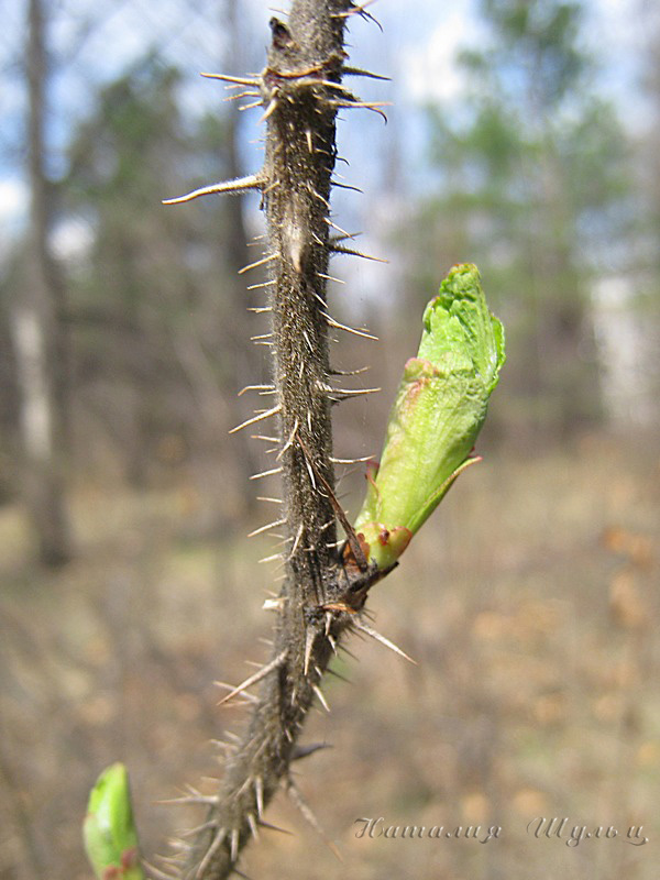 Image of Rosa rugosa specimen.