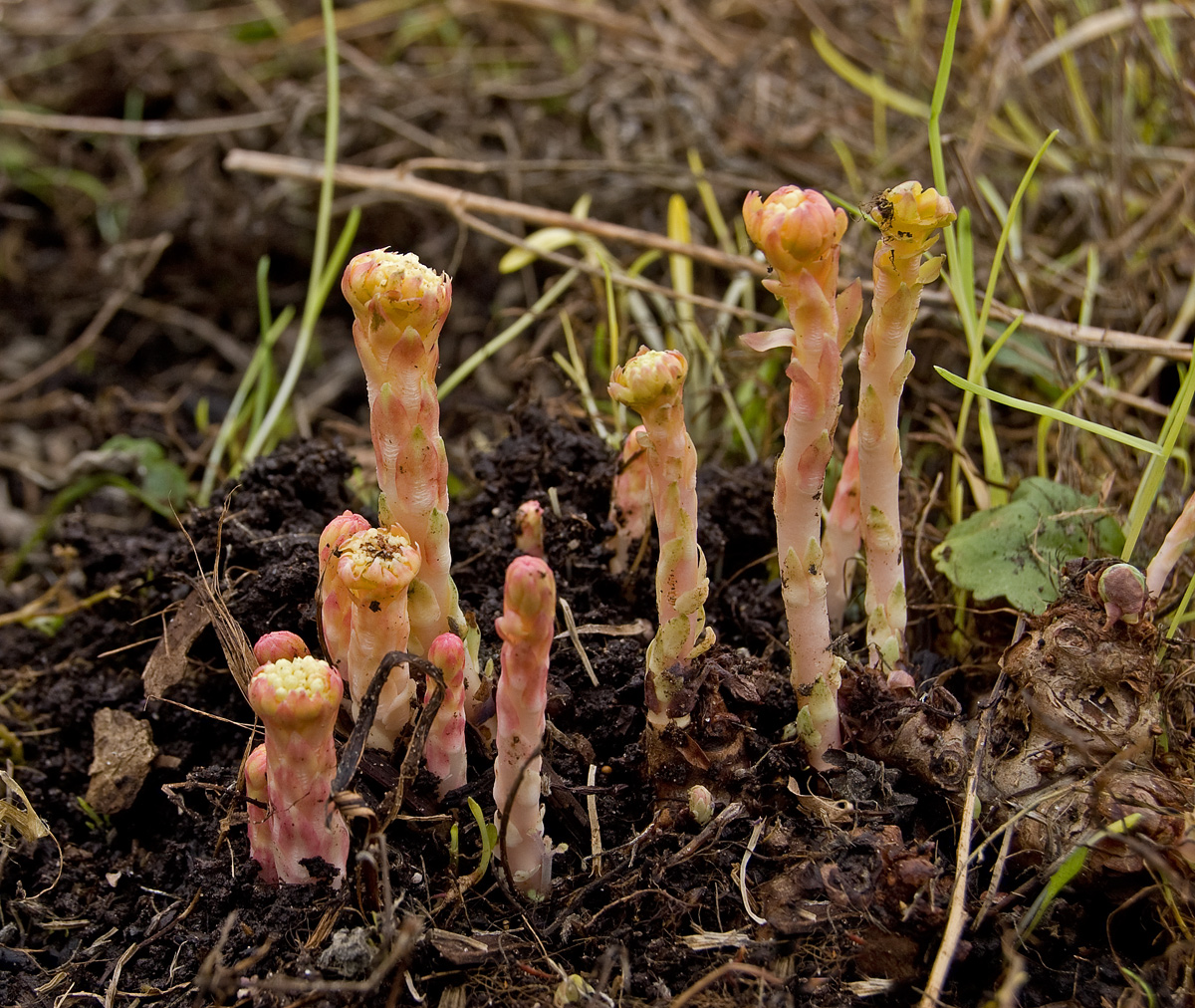 Image of Rhodiola rosea specimen.