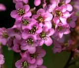 Bergenia crassifolia