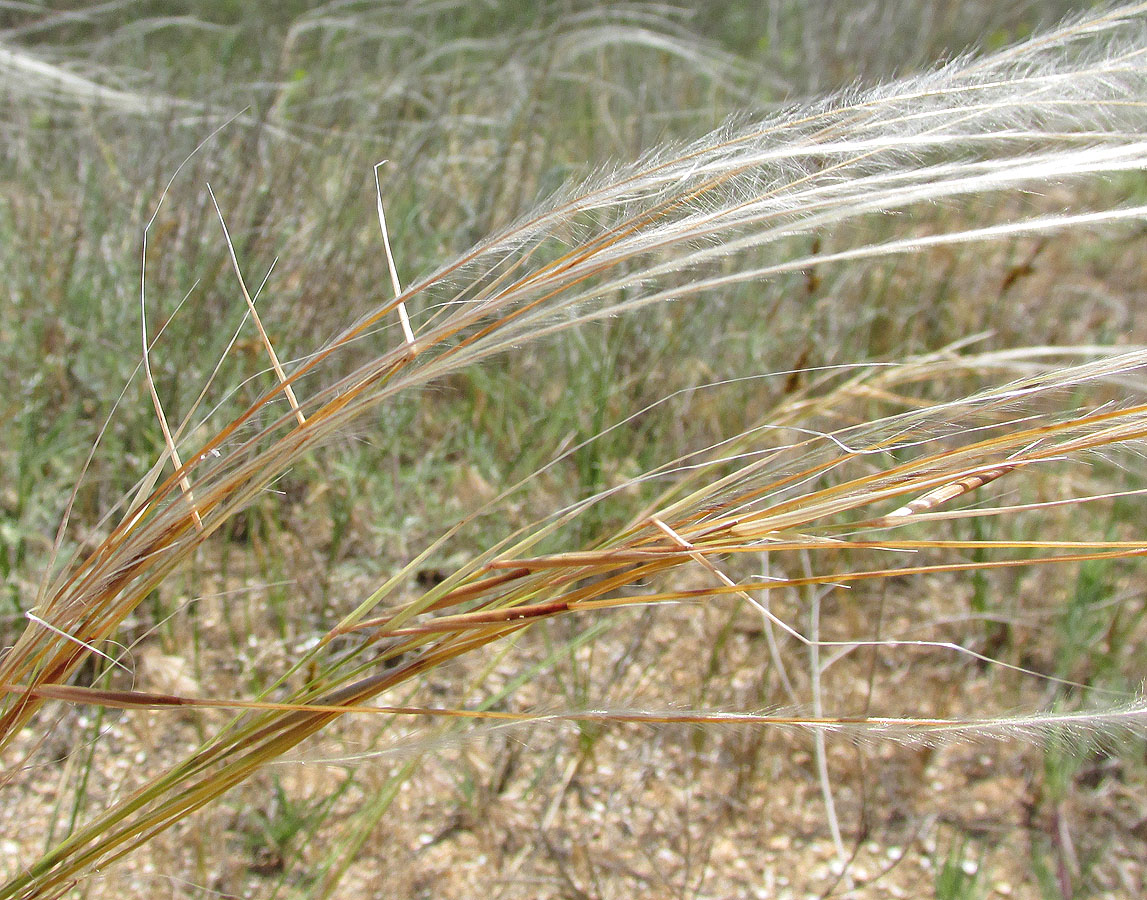 Изображение особи Stipa borysthenica.