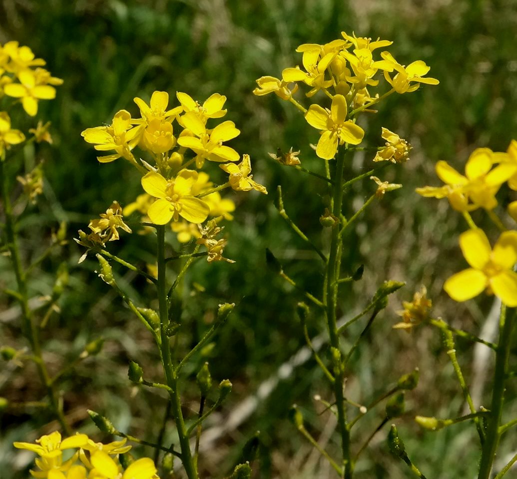 Image of Bunias orientalis specimen.