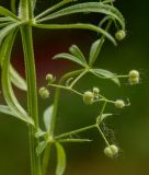 Galium vaillantii